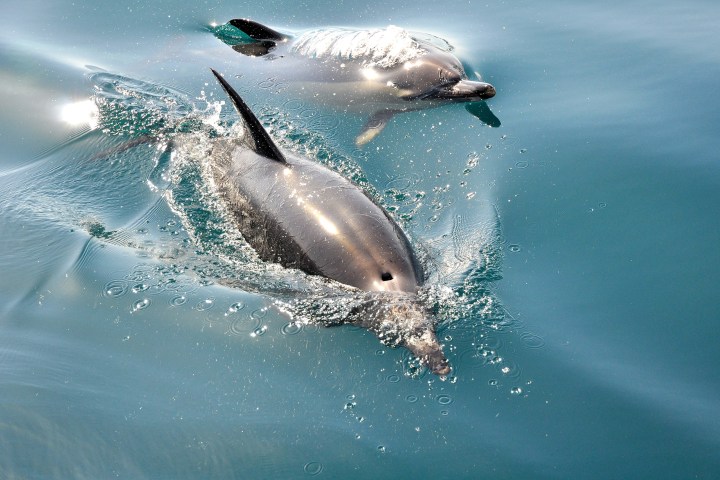 a pair of dolphins swimming in a body of water